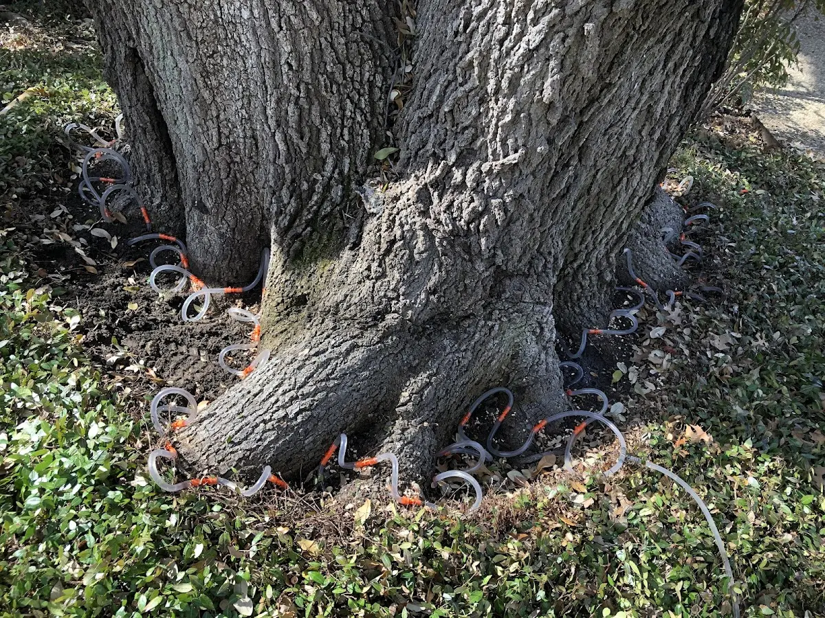 Detailed Tree Cabling and Bracing job site in Boring