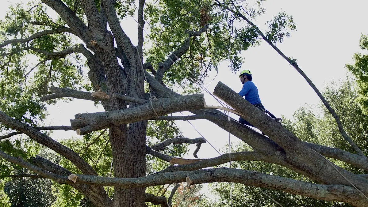 Professional Crown Thinning performed by certified arborists in Boring