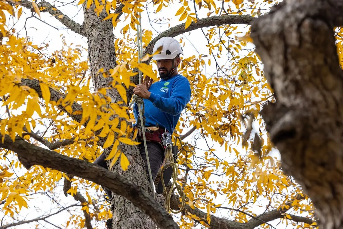 Skilled Storm Damage Cleanup crew working in Boring